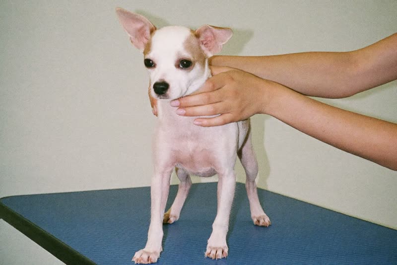 A small dog standing on a grooming table being handled