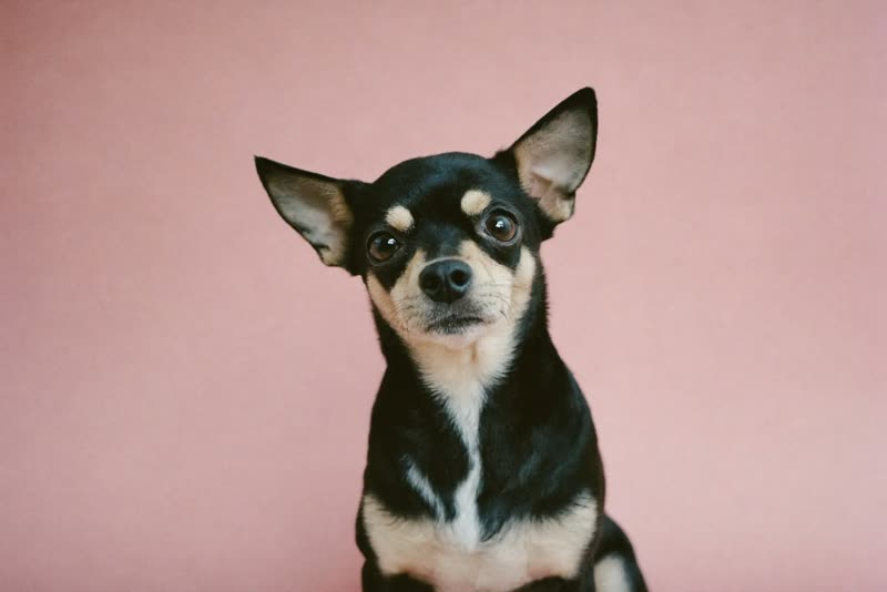 A small dog sitting and waiting calmly