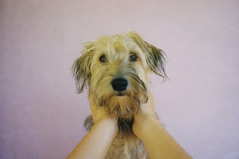 A shaggy terrier with an overgrown coat before being groomed
