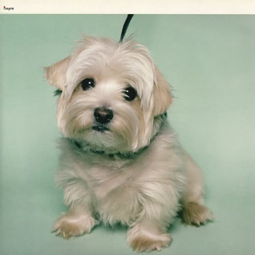 A small white terrier after a full groom