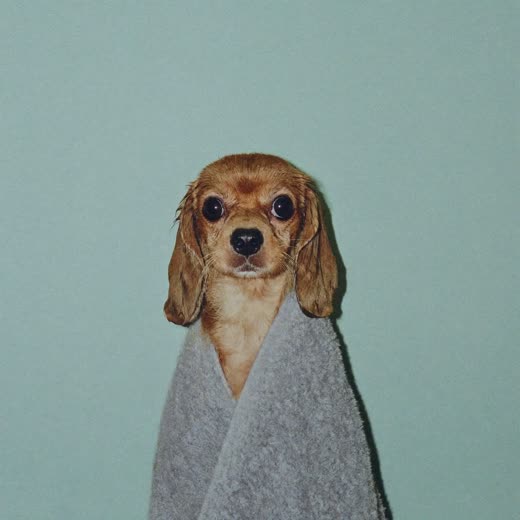 A small dog towel-dried after a bath