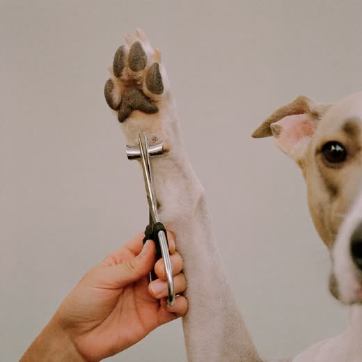 A dog's paw having its nails clipped