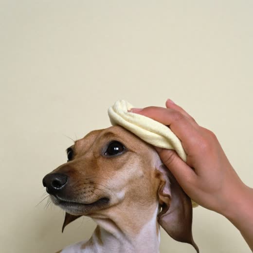 A small dog having its ears cleaned